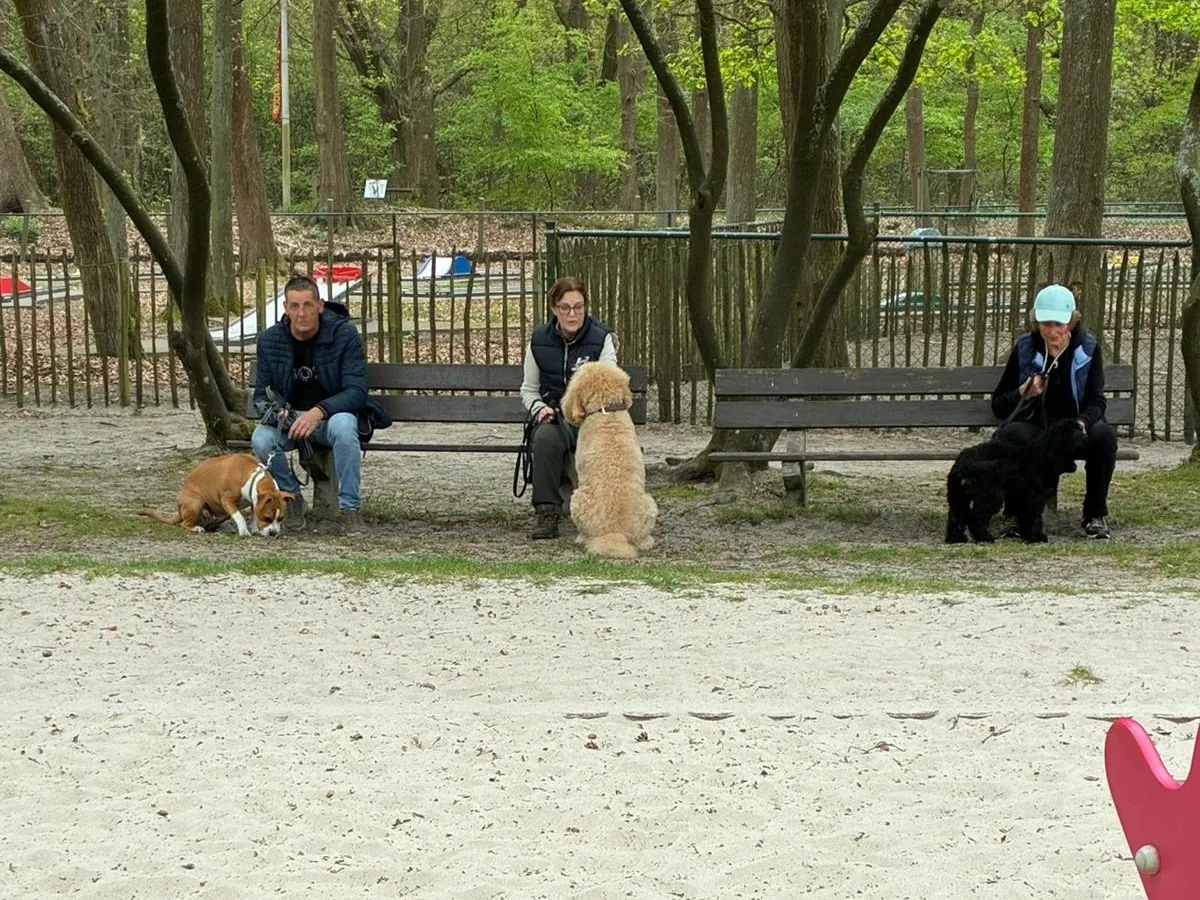 Baasjes en hun honden op de banken van een domein tijdens een groepsles