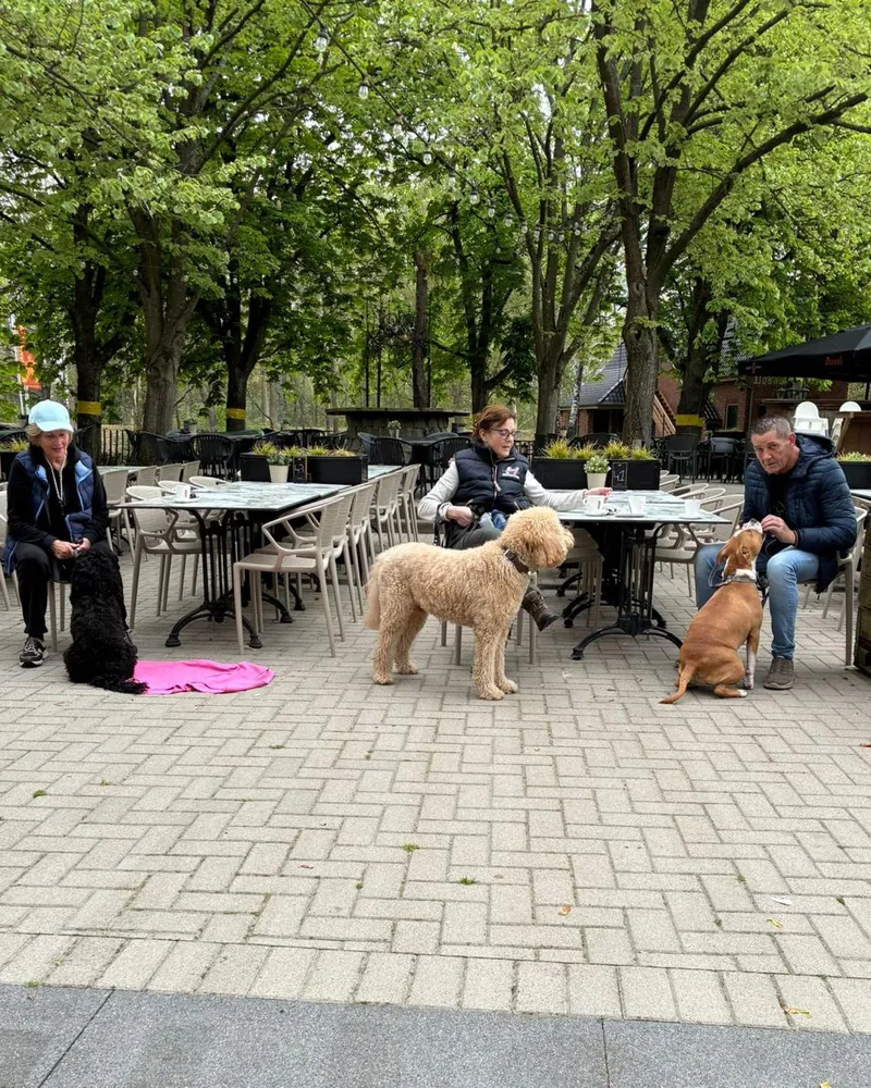 Baasjes met hun honden op een terras tijdens een groepsles
