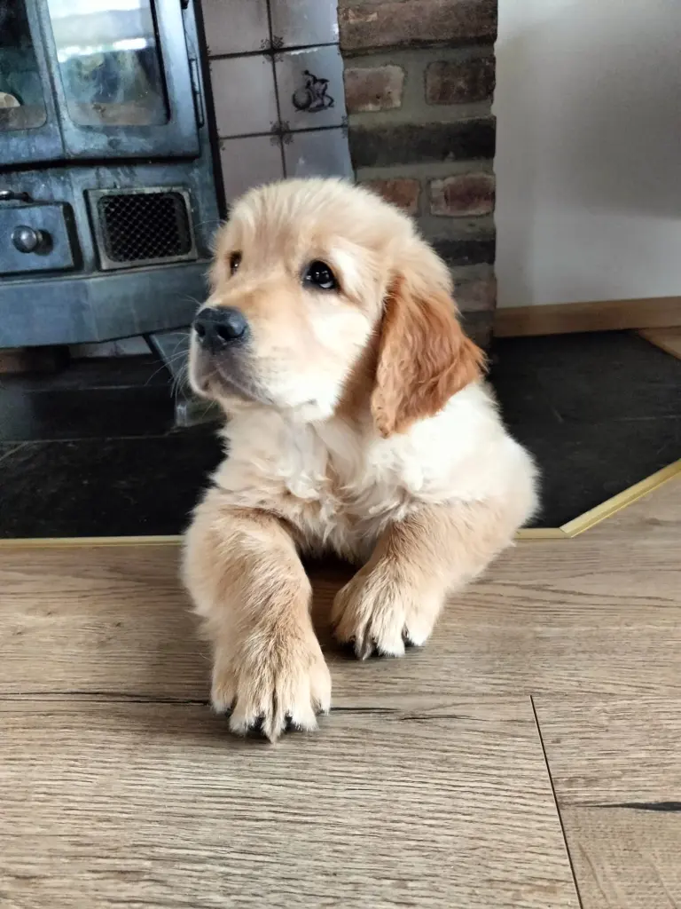 Hond wacht geduldig aan tafel tijdens een training