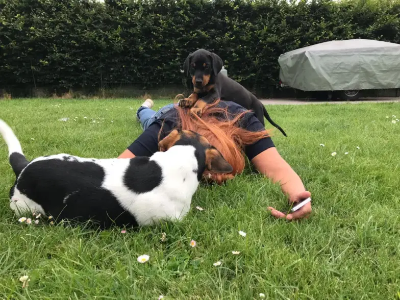 Van blaffende rebel naar trouwe vriend