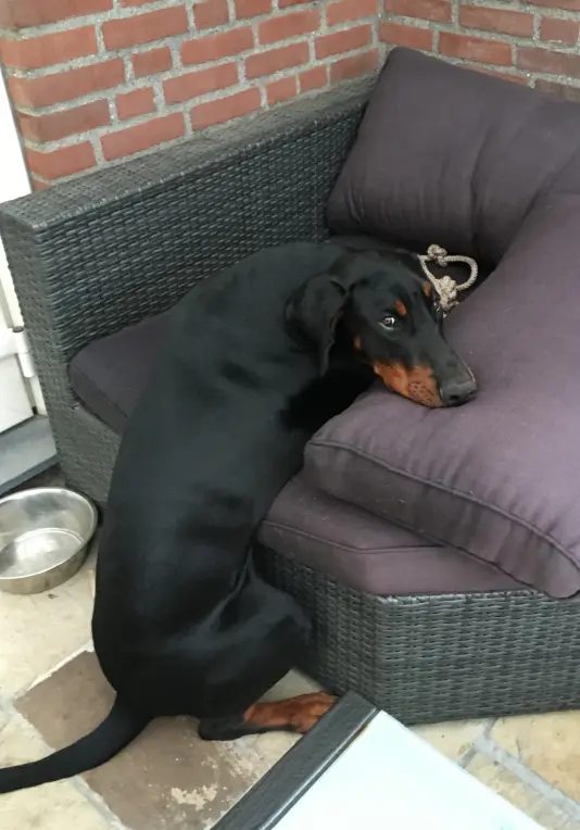Hond ligt rustig op de zetel na gedragstherapie