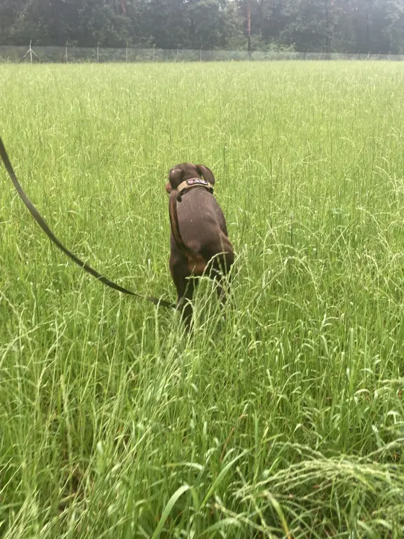 Hanneke wandelt met een hond aan de lijn