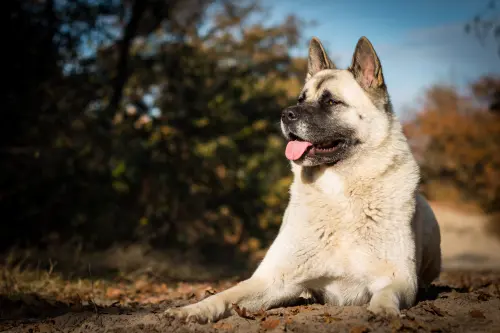 Hond ligt ontspannen in het gras na een training