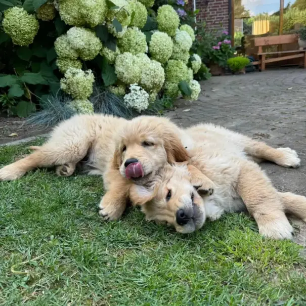 Twee puppy's samen tijdens de socialisatie