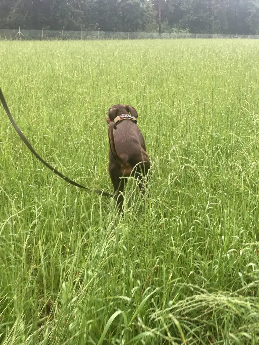 Hond snuffelt in gras