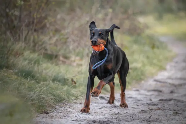 hond loopt buiten