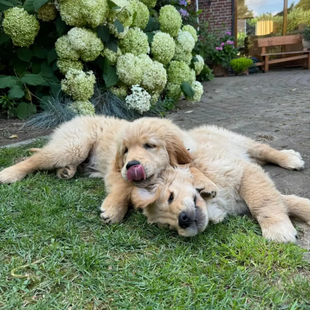 schattige hondjes op het gras