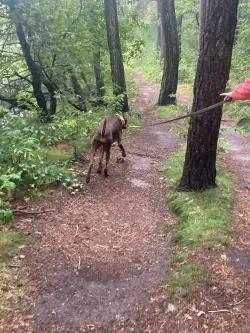 trekken aan de lijn, wandeling in het bos