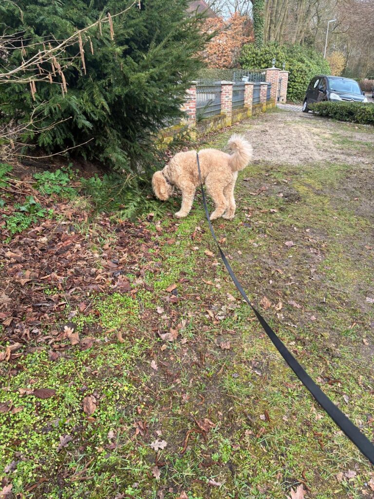 doodle aan lijn, snuffelend